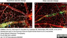 Anti Mouse Collagen IV Antibody gallery image 9