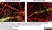 Anti Mouse Collagen IV Antibody thumbnail image 9