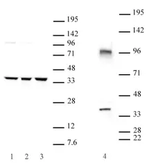Anti Mouse CXXC4 Antibody gallery image 1