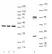 Anti Mouse CXXC4 Antibody thumbnail image 1