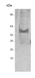Anti CYCLIN-A Antibody thumbnail image 1
