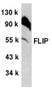Anti Mouse FLIP (C-Terminal) Antibody thumbnail image 1
