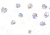 Anti Mouse FLIP (C-Terminal) Antibody gallery image 2