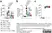  Anti Mouse IgE Antibody : 0.5mg thumbnail image 1