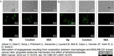 Anti Mouse IgG Antibody - Purified 1mg gallery image 1