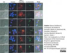 Anti Mouse IgG Antibody - Purified 1mg gallery image 3