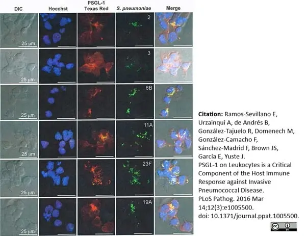 Anti Mouse IgG Antibody - Purified 1mg gallery image 3