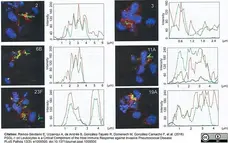 Anti Mouse IgG Antibody - Purified 1mg gallery image 4