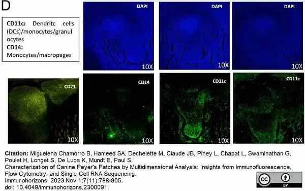 Anti Mouse IgG Antibody - Purified 1mg gallery image 6