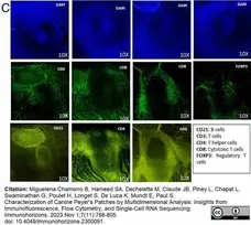 Anti Mouse IgG Antibody - Purified 1mg gallery image 8