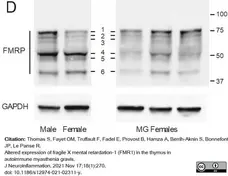 Goat ANTI-MOUSE IgG StarBright™ Blue 700 Antibody gallery image 3