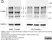 Goat ANTI-MOUSE IgG StarBright™ Blue 700 Antibody thumbnail image 3