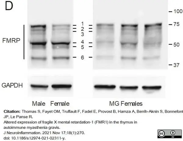 Goat ANTI-MOUSE IgG StarBright™ Blue 700 Antibody gallery image 3
