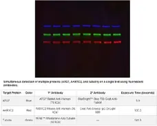 Goat ANTI-MOUSE IgG StarBright™ Blue 700 Antibody gallery image 5
