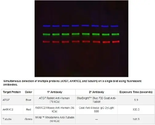 Goat ANTI-MOUSE IgG StarBright™ Blue 700 Antibody gallery image 5