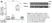 Goat Anti Mouse IgG (H/L) Antibody : HRP thumbnail image 3