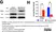 Goat Anti Mouse IgG (H/L) Antibody : HRP thumbnail image 6
