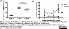 Anti Mouse IgG Antibody - Biotin gallery image 1