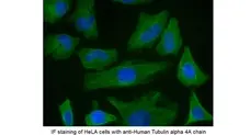 Anti Mouse IgG (H/L) (Multi Species Adsorbed) Antibody gallery image 1
