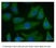 Anti Mouse IgG (H/L) (Multi Species Adsorbed) Antibody thumbnail image 1