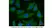Anti Mouse IgG (H/L) (Multi Species Adsorbed) Antibody thumbnail image 1