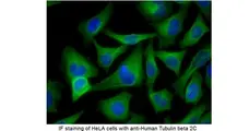 Anti Mouse IgG (H/L) (Multi Species Adsorbed) Antibody gallery image 2