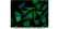 Anti Mouse IgG (H/L) (Multi Species Adsorbed) Antibody thumbnail image 2