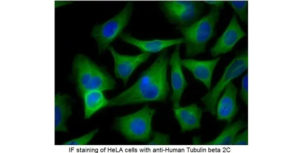 Anti Mouse IgG (H/L) (Multi Species Adsorbed) Antibody gallery image 2