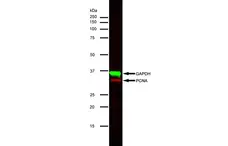 Anti Mouse IgG (H/L) (Multi Species Adsorbed) Antibody gallery image 3