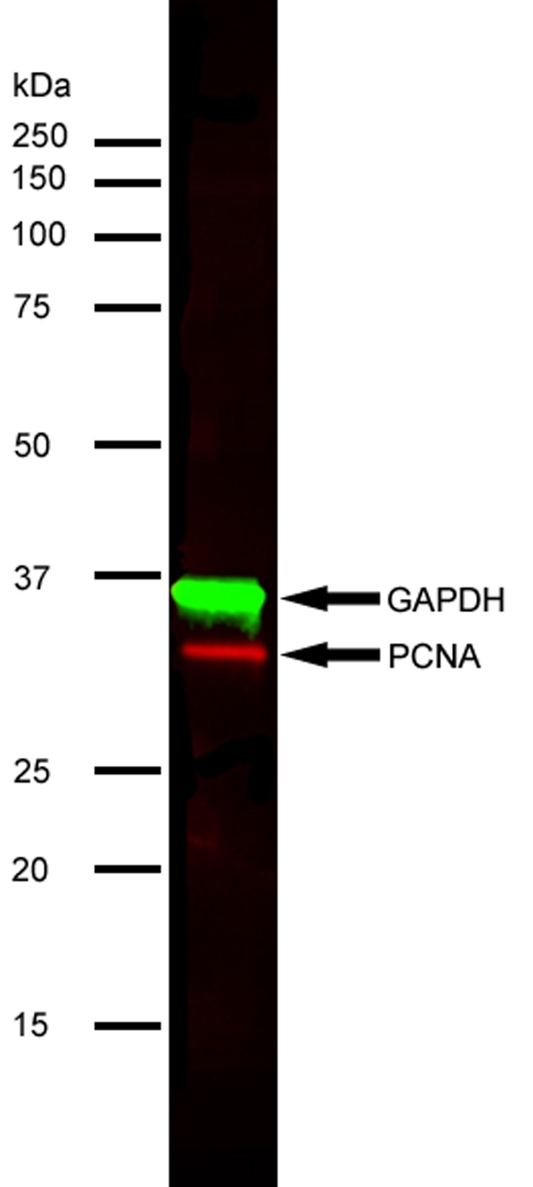 Anti Mouse IgG (H/L) (Multi Species Adsorbed) Antibody thumbnail image 3