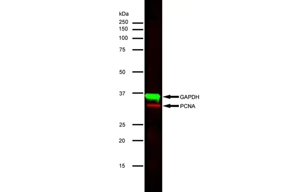 Anti Mouse IgG (H/L) (Multi Species Adsorbed) Antibody gallery image 3