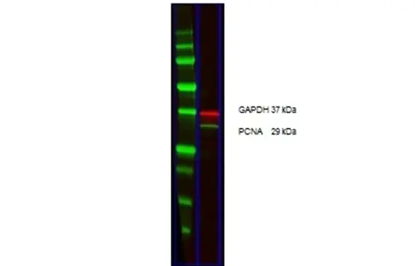 Anti Mouse IgG (H/L) (Multi Species Adsorbed) Antibody gallery image 4