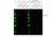 Anti Mouse IgG (H/L) (Multi Species Adsorbed) Antibody thumbnail image 5