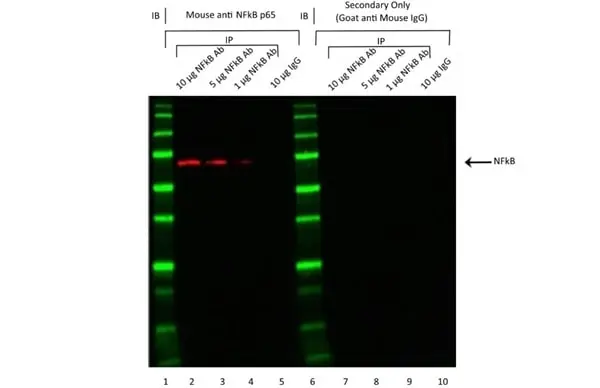 Anti Mouse IgG (H/L) (Multi Species Adsorbed) Antibody gallery image 5