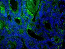 Anti Mouse IgG (H/L) (Multi Species Adsorbed) Antibody gallery image 6