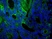 Anti Mouse IgG (H/L) (Multi Species Adsorbed) Antibody thumbnail image 5