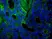 Anti Mouse IgG (H/L) (Multi Species Adsorbed) Antibody thumbnail image 6