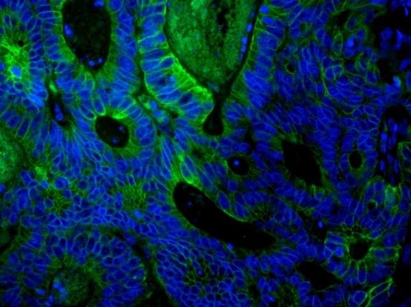 Anti Mouse IgG (H/L) (Multi Species Adsorbed) Antibody gallery image 5
