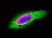 Anti Mouse IgG (H/L) (Multi Species Adsorbed) Antibody thumbnail image 7
