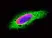 Anti Mouse IgG (H/L) (Multi Species Adsorbed) Antibody thumbnail image 7