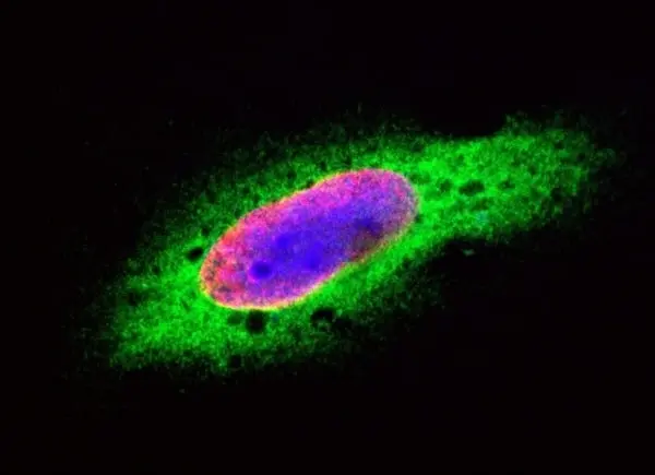 Anti Mouse IgG (H/L) (Multi Species Adsorbed) Antibody gallery image 7