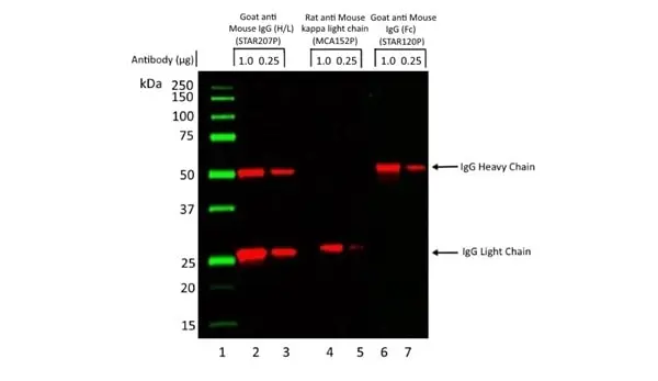 Anti Mouse IgG (Fc) Antibody gallery image 3