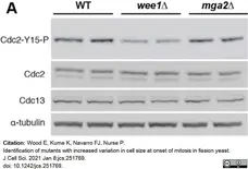 Anti Mouse IgG (Fc) Antibody gallery image 4