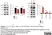 Anti Mouse IgG (Fc) Antibody thumbnail image 5
