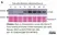Anti Mouse IgG (Fc) Antibody thumbnail image 7