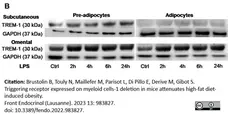 Anti Mouse IgG (Fc) Antibody gallery image 8