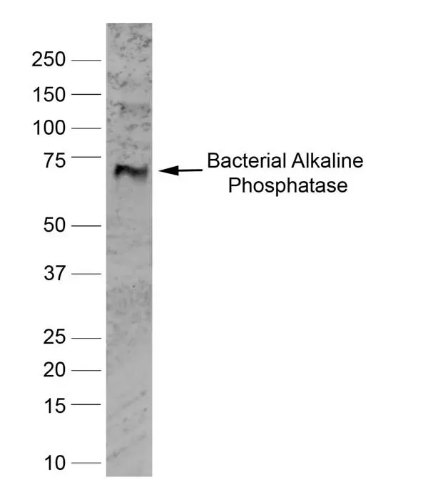 Anti Mouse IgG (Human Adsorbed) Antibody gallery image 2