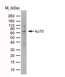 Anti Mouse IgG (Human Adsorbed) Antibody gallery image 3