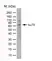 Anti Mouse IgG (Human Adsorbed) Antibody thumbnail image 3