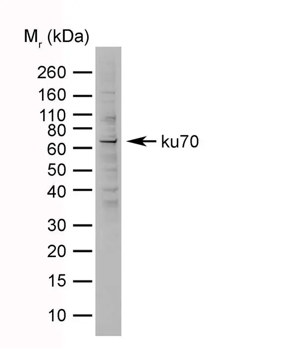 Anti Mouse IgG (Human Adsorbed) Antibody gallery image 3